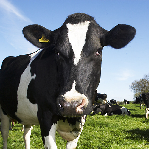 Holstein-Cow-Headshot