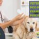 veterinary pcd pharma franchise in Punjab