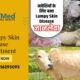 Lumpy Skin Disease Treatment- Herbal Household Treatment