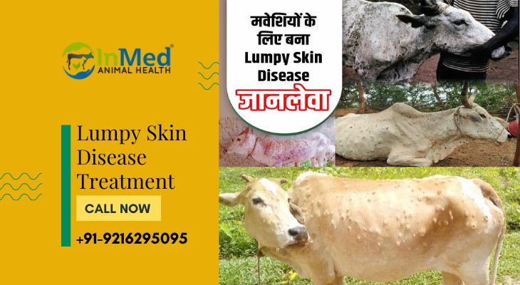 Lumpy Skin Disease Treatment- Herbal Household Treatment
