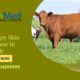 Lumpy Skin Disease in Cattle