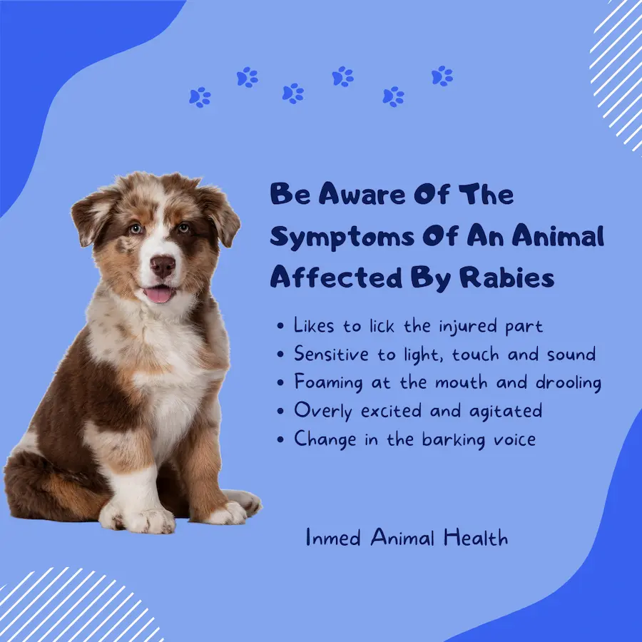 Can a Dog Scratch cause Rabies - Inmed Animal Health