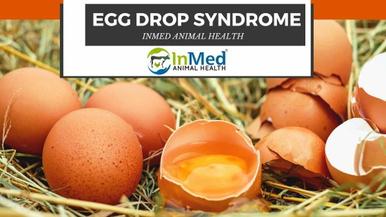 Egg drop syndrome