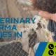 Best Veterinary pcd pharmaceutical companies in india