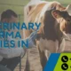 Top veterinary PCD Pharma Companies in india