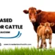 Calcium Based Supplements for Cattle