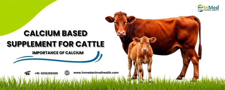 Calcium Based Supplements for Cattle