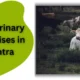 Top 10 Veterinary PCD Franchises in Maharashtra