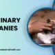Best veterinary PCD companies in India