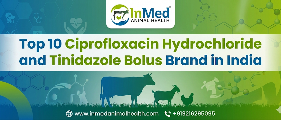 Top 10 Ciprofloxacin Hydrochloride and Tinidazole Bolus Brand in india