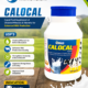 Calocal